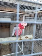 ROSE  KAKATOE, Mannelijk, Papegaai, Geringd