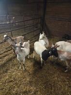 Te koop enkele girgentana geiten en bokken, Dieren en Toebehoren, Schapen, Geiten en Varkens, Vrouwelijk, Geit