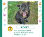 Leuke Poppy ter Adoptie, Particulier, Rabiës (hondsdolheid), Buitenland, Teef