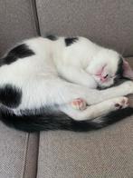 Lieve kitten, Dieren en Toebehoren, Katten en Kittens | Overige Katten