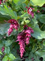Fazantenbes / Karamelbes / Leycesteria Formosa Purple Rain, Volle zon, Vaste plant, Zomer, Ophalen