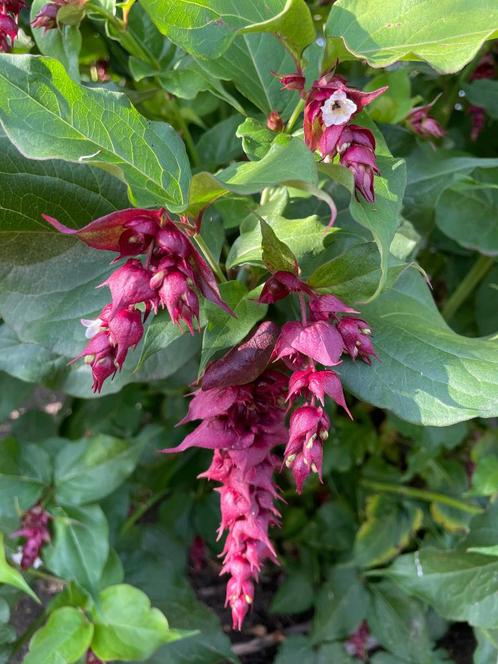 Fazantenbes / Karamelbes / Leycesteria Formosa Purple Rain, Tuin en Terras, Planten | Tuinplanten, Vaste plant, Overige soorten