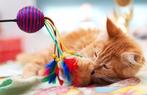 Katten verzorg / oppas Zoetermeer, Ophalen of Verzenden, Nieuw