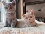 Lieve mooie Brits korthaar kittens met stamboom, Dieren en Toebehoren, Meerdere dieren, Gechipt, 0 tot 2 jaar
