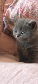 British korthaar kittens, Dieren en Toebehoren, Ingeënt