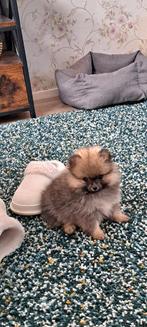 Mini-pomeriaan pups Teefje ., Keeshond, Teef, Meerdere, Nederland