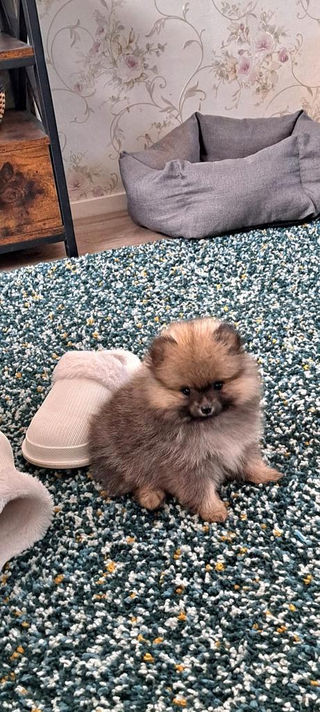 Mini-pomeriaan pups Teefje ., Dieren en Toebehoren, Honden | Poolhonden, Keeshonden en Oertypen, Teef, Keeshond, Particulier, Meerdere