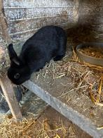 2 dwerg konijnen, Dieren en Toebehoren, Meerdere dieren, Dwerg
