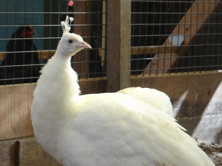 Witte pauwen | Verschillende leeftijden | Passend advies, Dieren en Toebehoren, Pluimvee, Overige soorten, Meerdere dieren