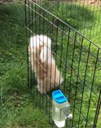 Dek rammetjes raszuiver Teddy Widder, Dieren en Toebehoren, Ophalen, Verzorging