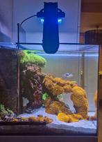 AquaMedic zeewater aquarium, Dieren en Toebehoren, Ophalen, Gebruikt, Gevuld zeewateraquarium