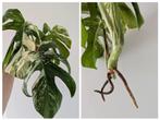 Monstera variegata stekken, Ophalen of Verzenden, Overige soorten, Minder dan 100 cm