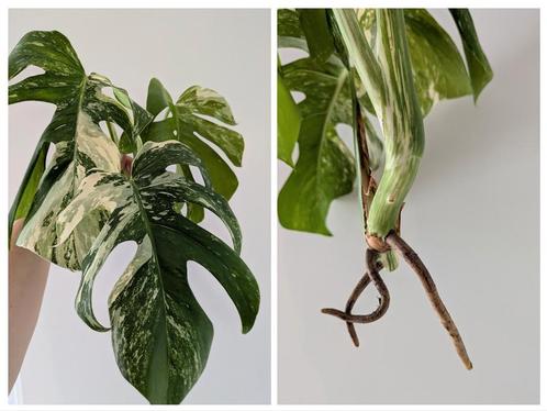 Monstera variegata stekken, Huis en Inrichting, Kamerplanten, Overige soorten, Minder dan 100 cm, Ophalen of Verzenden