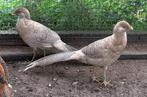 Zalm Goudfazanten te koop, Dieren en Toebehoren, Pluimvee, Meerdere dieren, Overige soorten