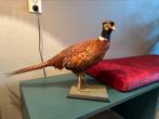 Opgezette fazant taxidermie., Ophalen of Verzenden, Gebruikt, Vogel, Opgezet dier