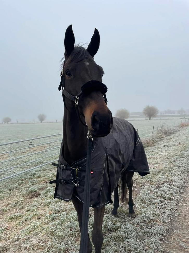 Gezocht! Pensionplek (omgeving Arnhem), Dieren en Toebehoren, Stalling en Weidegang, 1 paard of pony