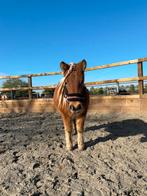 Te koop: Mini paardje merrie zilverappel appaloosa gefokt, Dieren en Toebehoren, Pony's, Merrie, Gechipt, Niet van toepassing