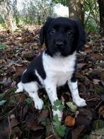 Mooie Friese Stabij pups, Overige rassen, CDV (hondenziekte), 8 tot 15 weken, Meerdere