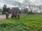 stalling beschikbaar, Dieren en Toebehoren, Stalling en Weidegang, Stalling