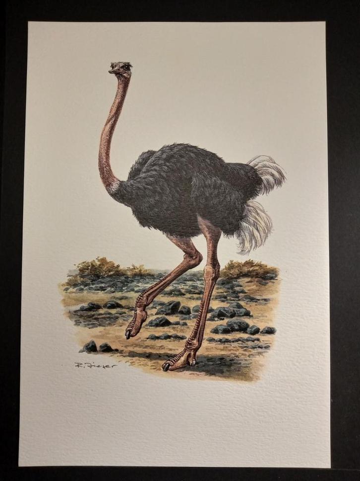 Struisvogel, Verzamelen, Foto's en Prenten, Zo goed als nieuw, Prent, Dier, 1980 tot heden, Verzenden