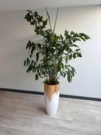 Mooie caroyta palm te koop!, Ophalen, Palm