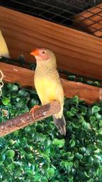 Binsenastrilde man uit de buitenvoliere, Dieren en Toebehoren, Mannelijk, Tropenvogel