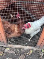 3 legkippen 1 jaar oud, Dieren en Toebehoren, Pluimvee, Vrouwelijk, Kip
