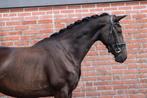 Knappe brave 3,5 jarige merrie met talent voor de toekomst!!, Merrie, Dressuurpaard, 3 tot 6 jaar