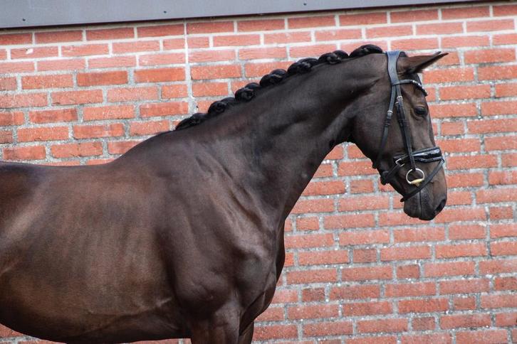 Knappe brave 3,5 jarige merrie met talent voor de toekomst!!, Dieren en Toebehoren, Paarden, Merrie, 3 tot 6 jaar, Dressuurpaard