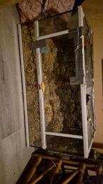 Terrarium, Ophalen of Verzenden