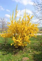 Forsythia struik (Chinees klokje) in pot, Ophalen, Overige soorten, Struik, Minder dan 100 cm