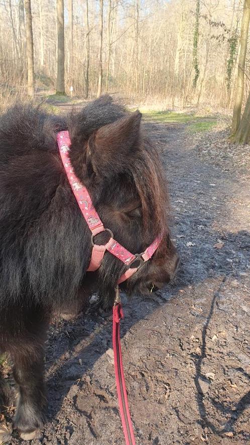 Bijrijder gezocht (max 145 cm!), Diensten en Vakmensen, Dieren | Paarden | Verzorging, Oppas en Les
