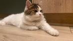 Te koop lieve en mooie wit-grijze langharige kater, Dieren en Toebehoren, Katten en Kittens | Raskatten | Langhaar, Kater, Ontwormd