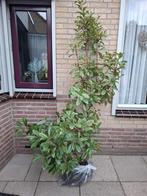 Glansmispel Red Robin Photinia 130 en 170 cm, Tuin en Terras, Volle zon, Vaste plant, Lente, Ophalen