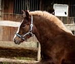 Schwarzwälder Fuchs hengst jaarling, Ruin, Minder dan 160 cm, Recreatiepaard, 0 tot 2 jaar