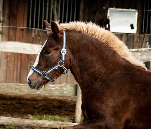 Schwarzwälder Fuchs hengst jaarling, Dieren en Toebehoren, Paarden, Ruin, Minder dan 160 cm, 0 tot 2 jaar, Recreatiepaard