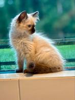 Super mooie Ragdoll kittens, Meerdere dieren, Ontwormd, 0 tot 2 jaar
