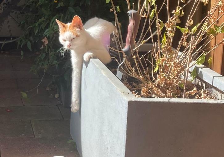 Europeuse korthaar Kitten, Dieren en Toebehoren, Katten en Kittens | Raskatten | Korthaar, Poes, 0 tot 2 jaar, Gechipt, Ontwormd