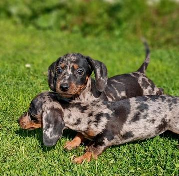 Prachtige kortharige kleine teckel pups beschikbaar voor biedingen