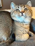 Britse korthaar kittens, mogen direct verhuizen, Dieren en Toebehoren, Katten en Kittens | Overige Katten, Meerdere dieren