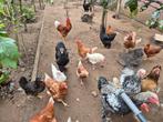 Mooie toom kippen +- 50 stuks, Dieren en Toebehoren, Pluimvee, Vrouwelijk, Kip