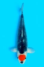 VHQ Tancho gosiki Gin matsuba kohaku yamabuki red karashigoi, Karper of Koi