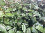 Olijfwilg haagplanten in alle soorten en maten, Ophalen of Verzenden, Overige soorten, Haag, 100 tot 250 cm