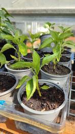 Paprika plantjes, Ophalen, Volle zon, Groenteplanten, Eenjarig