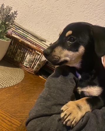 Jack Russel pup 10 weken oud  beschikbaar voor biedingen