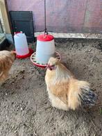 We zoeken een plek voor onze 2 zijdehoenkrielhanen, Dieren en Toebehoren, Pluimvee, Mannelijk, Kip