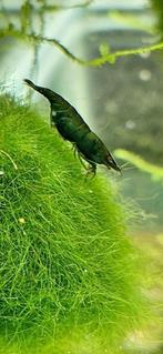Green jade neocaridina, Dieren en Toebehoren, Kreeft, Krab of Garnaal, Zoetwatervis, Schoolvis