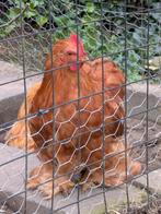 Cochin Krielhaan, Dieren en Toebehoren, Pluimvee, Mannelijk, Kip