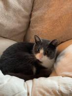 Lieve kat Olaf, Kater, Kortharig, 0 tot 2 jaar