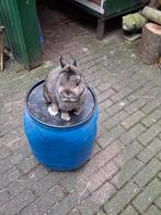 Kleurdwerg, Dieren en Toebehoren, Konijnen, Vrouwelijk, Dwerg, 0 tot 2 jaar